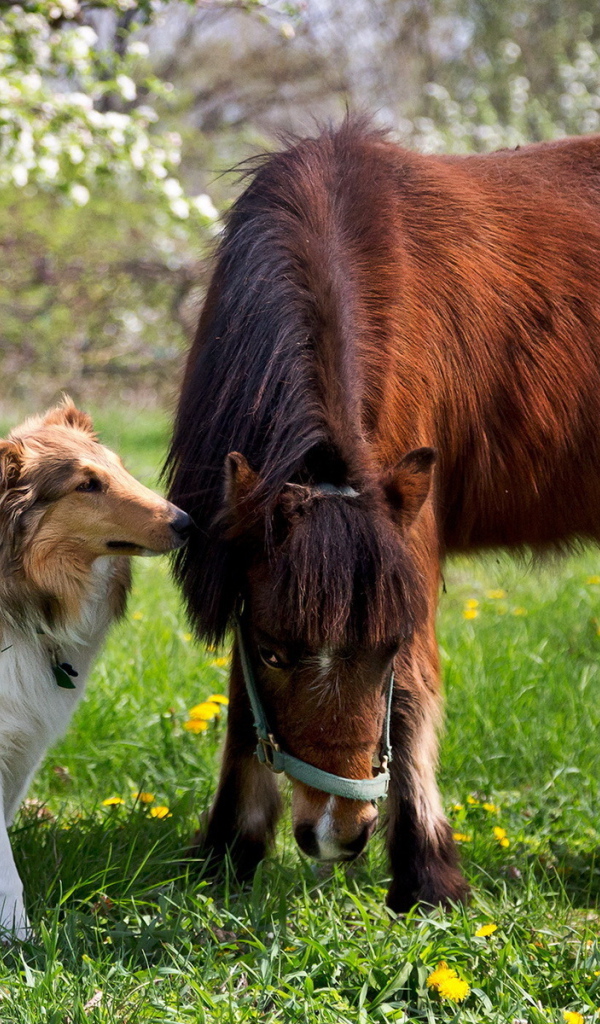 Колли рядом с лошадью