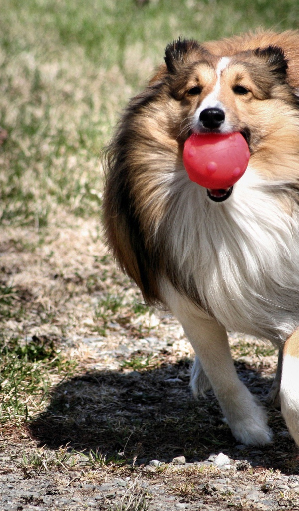 Колли играет с шариком