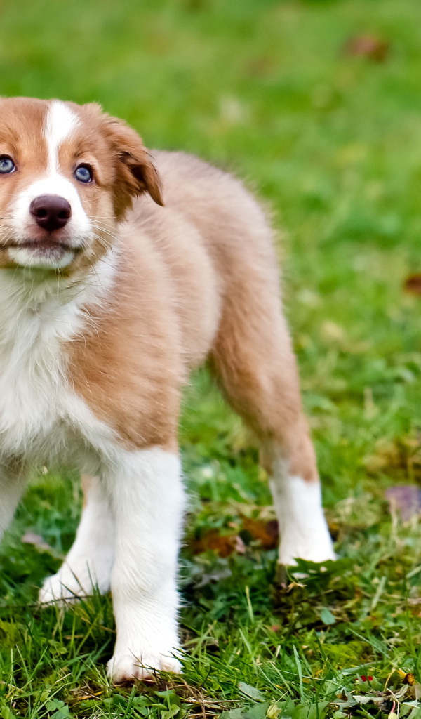 Щенок породы колли