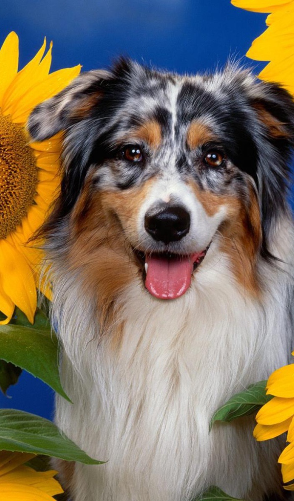 Collie puppy among sunflowers