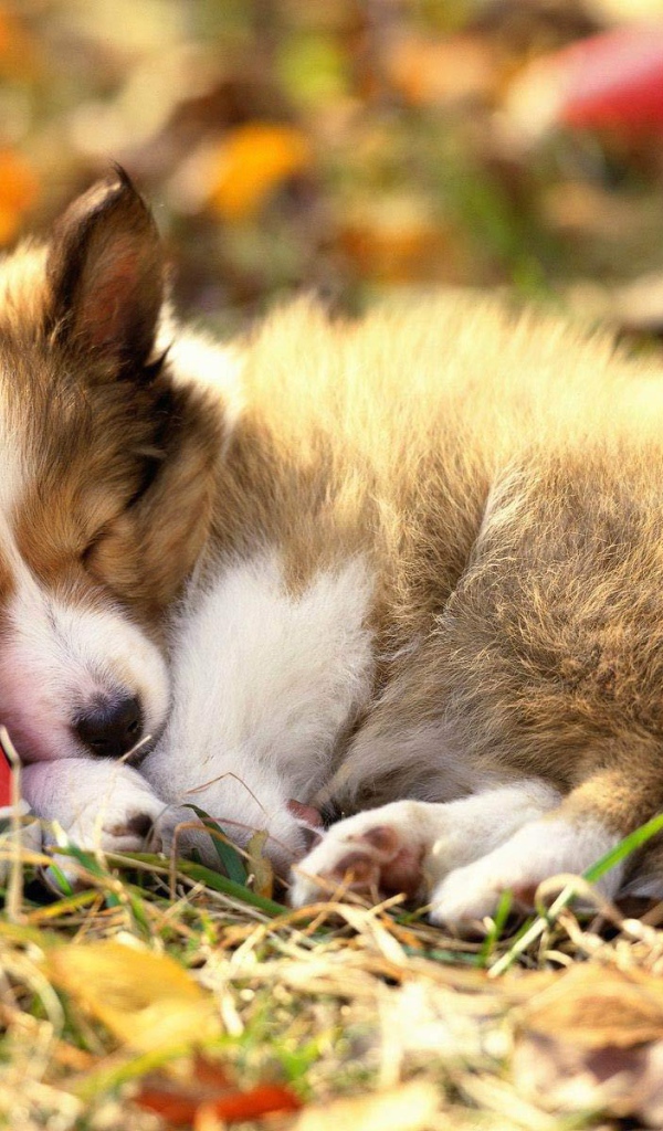 Щенок колли спит на тапке