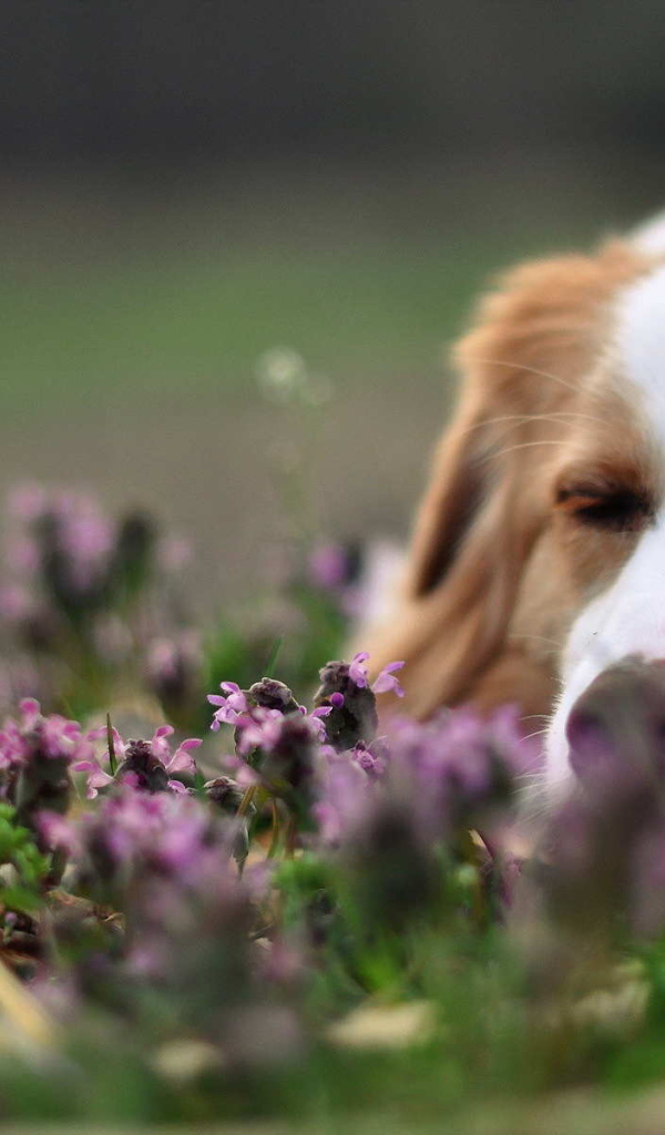 Колли спит в цветах