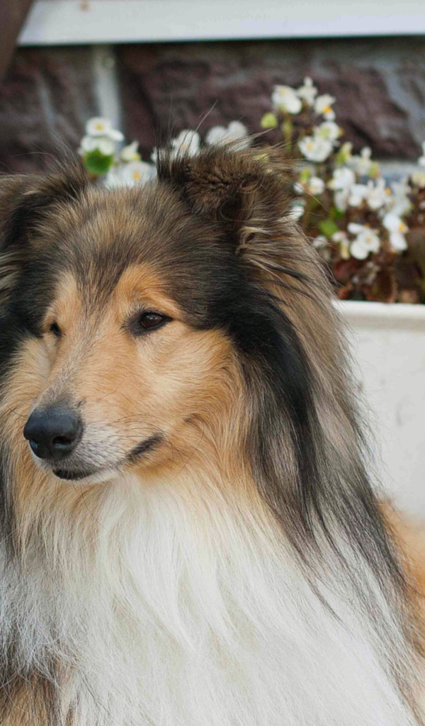 Колли с красивой прической