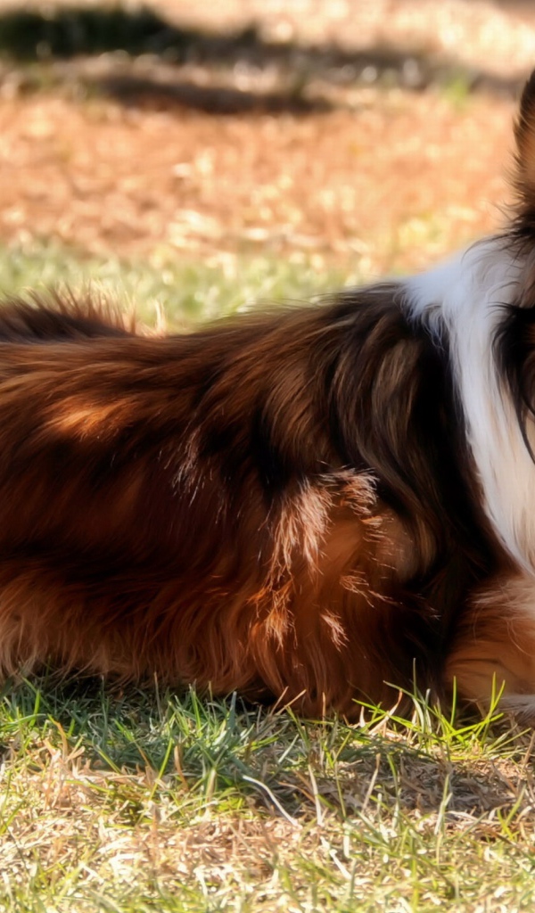 Колли на природе