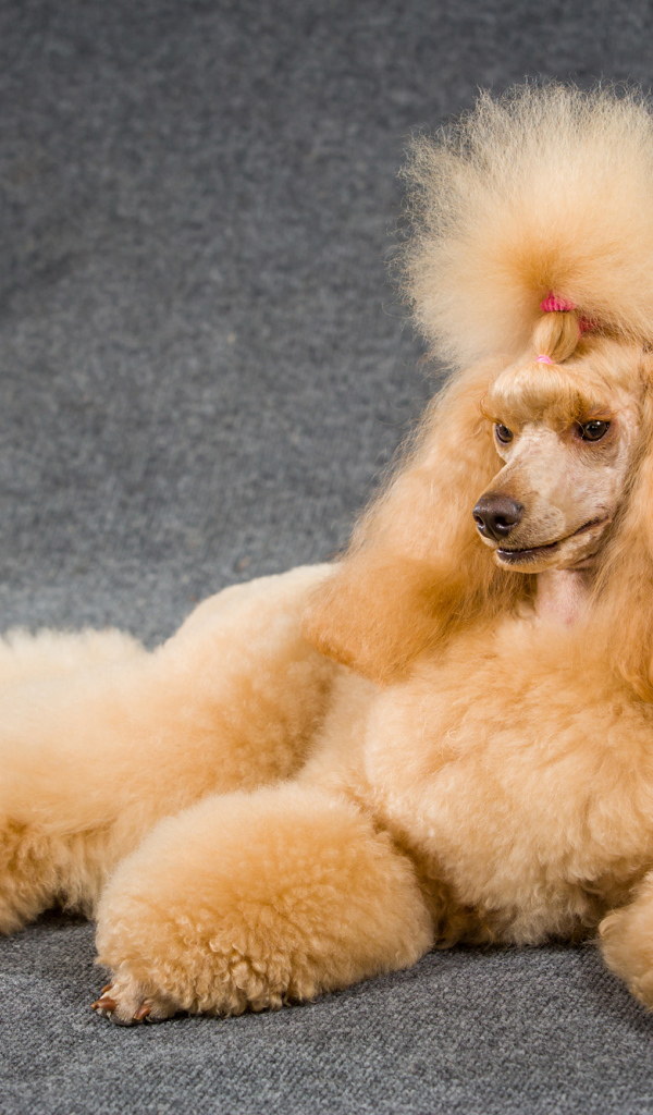 Причесанный пудель лежит