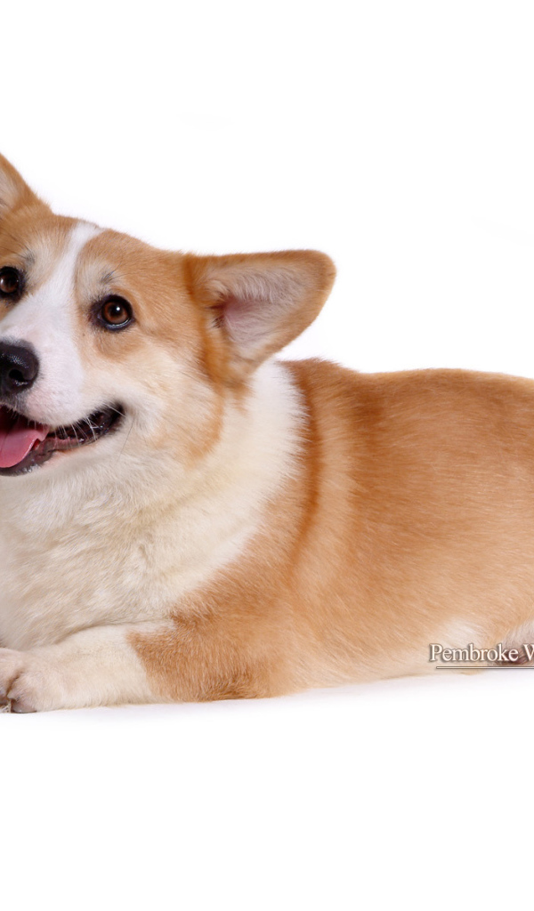 Собака вельш-корги лежит
