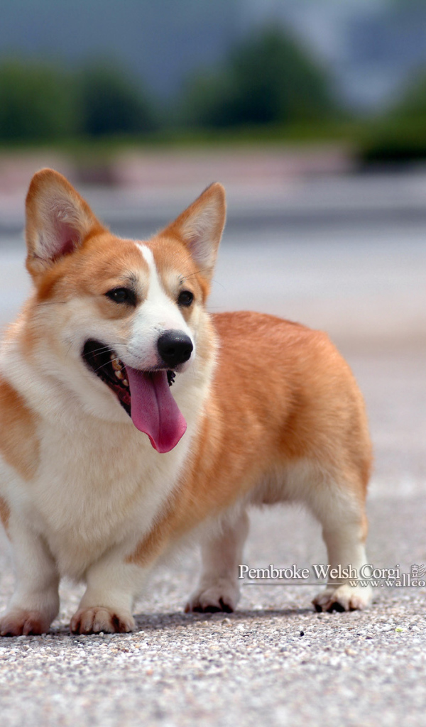 Собака вельш-корги на асфальте