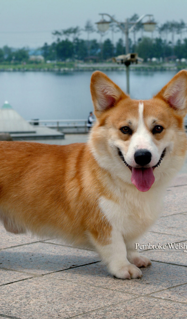 Пес вельш-корги показывает язык