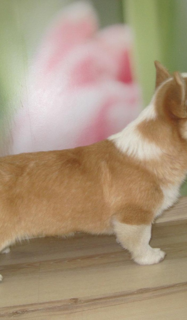 Пес вельш-корги стоит на подоконнике