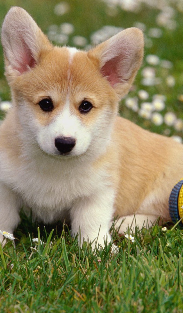 Щенок вельш-корги с мячом