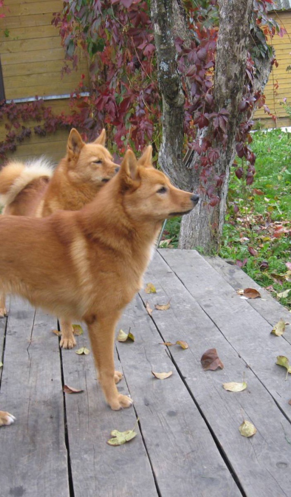 Пара карело-финских лаек