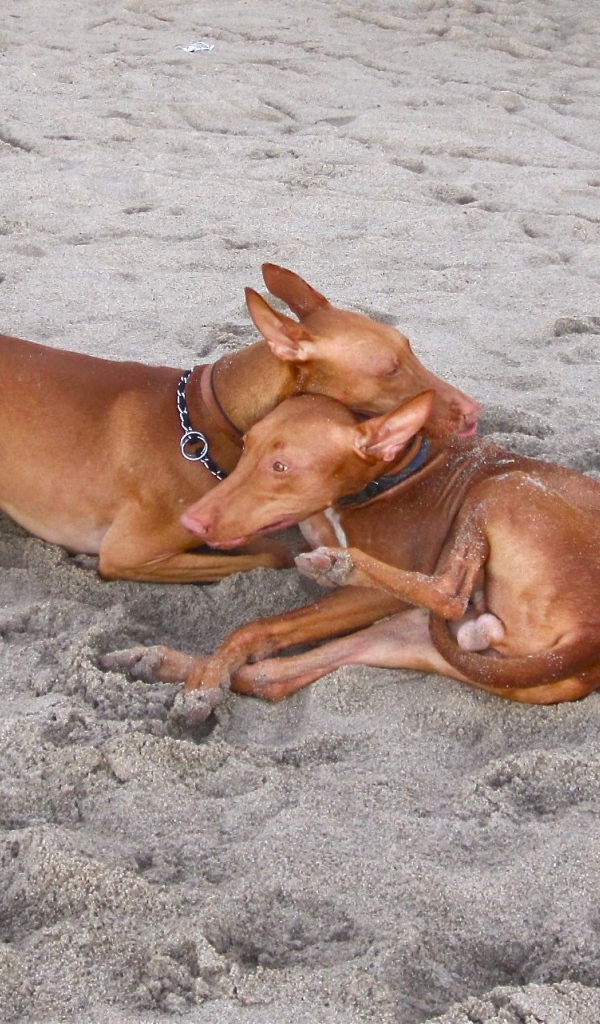 Пара фараоновых собак