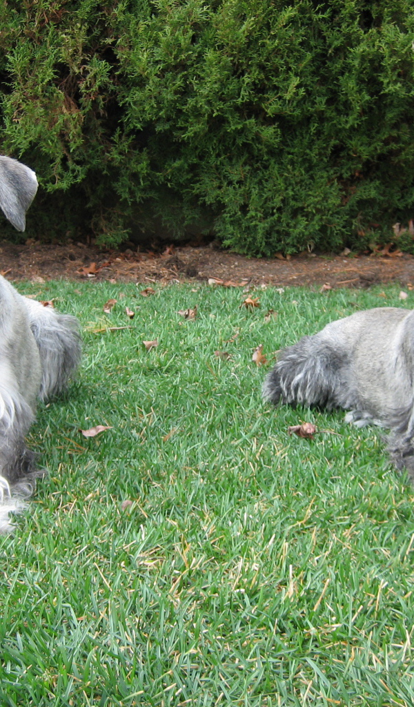 Пара шнауцеров лежит на траве
