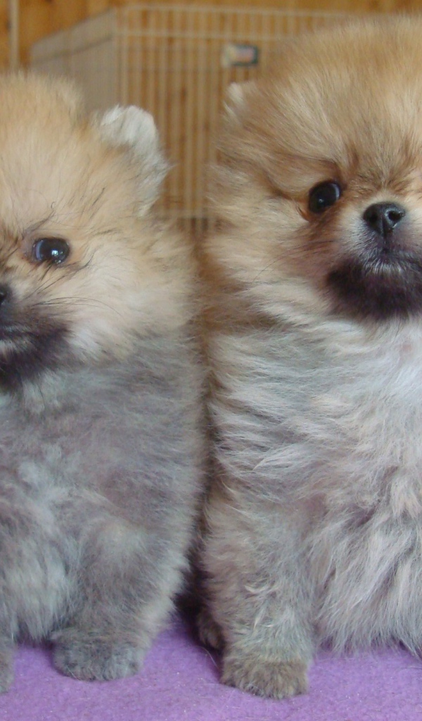 Пара щенков шпица