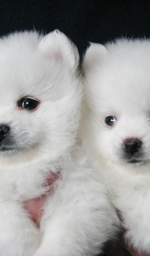 Пара щенков шпица