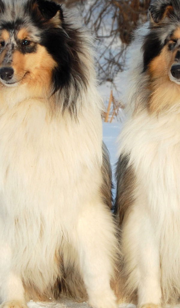 Пара колли на снегу