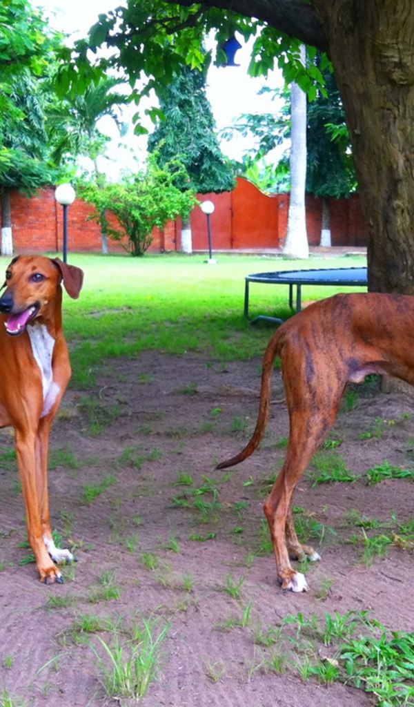 Пара собак азавак