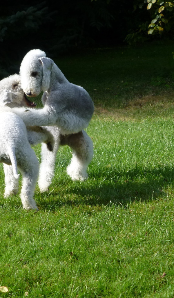 Пара собак бедлингтон терьер играют на лужайке