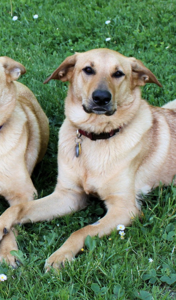 Пара собак чинук