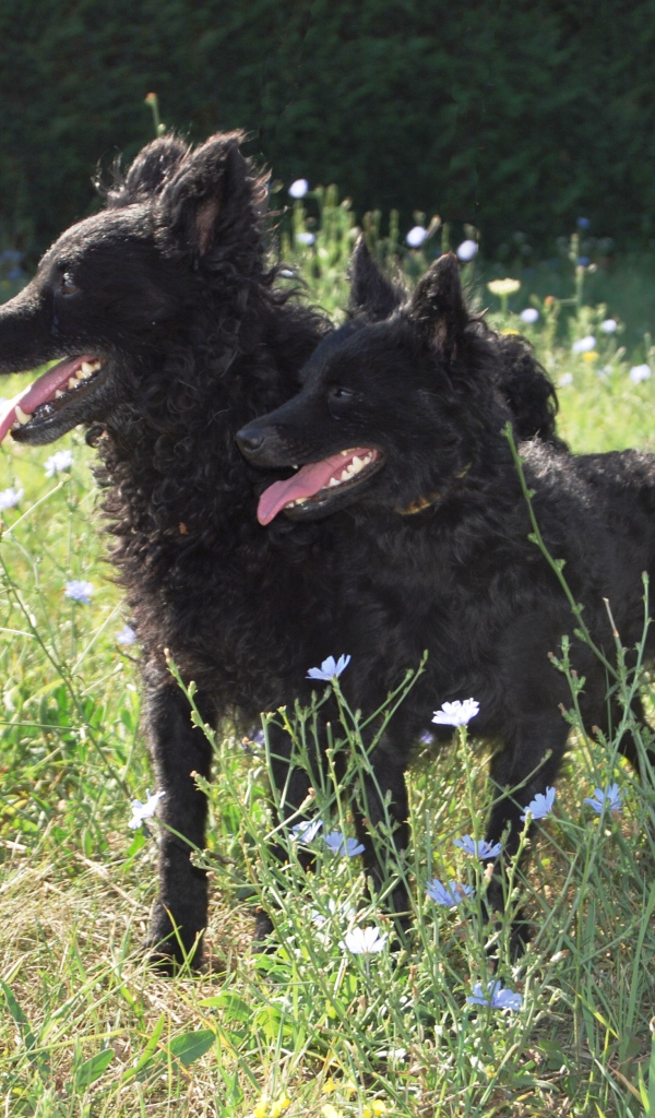 Пара собак муди