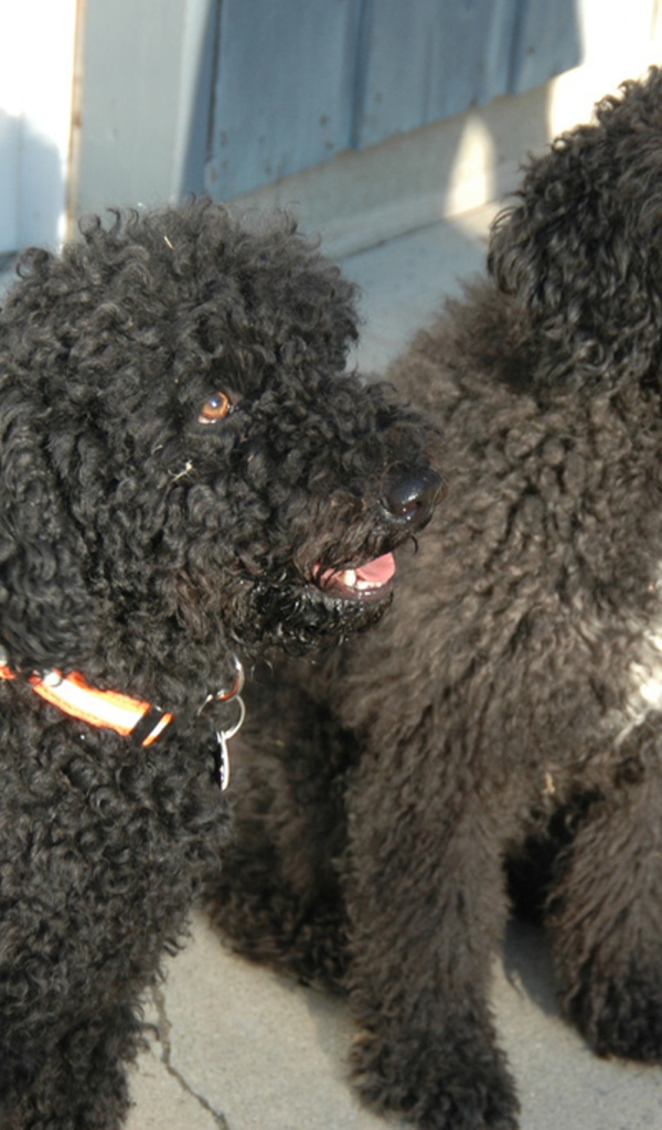 Пара собак барбет