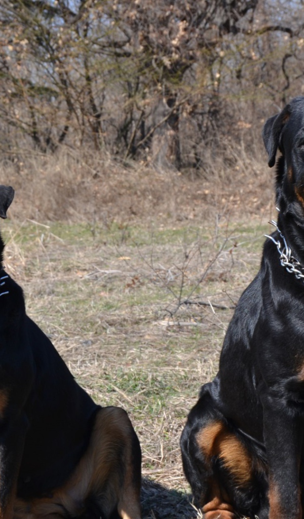 Пара веселых ротвейлеров