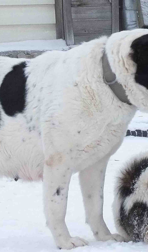 Пара алабаев на снегу
