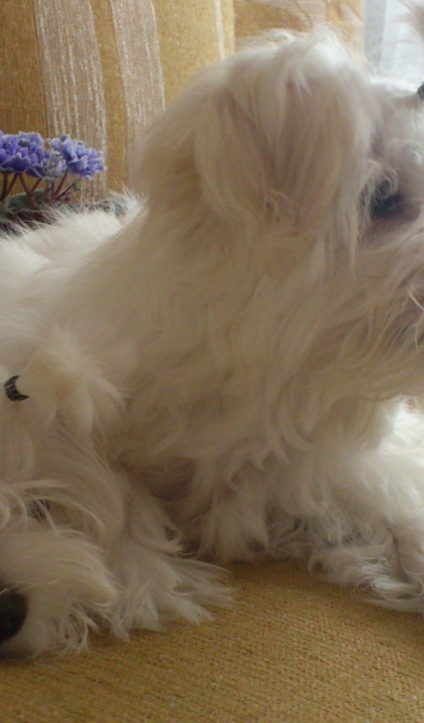 Пара болонок на диване