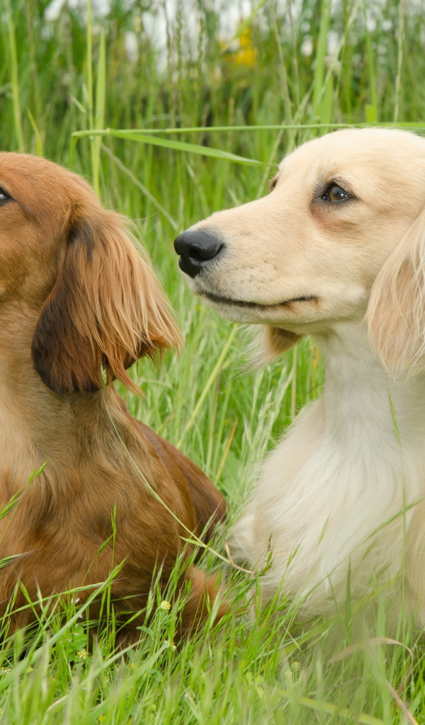 Пара такс на прогулке