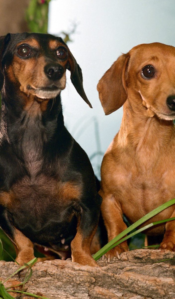 Пара такс среди цветов