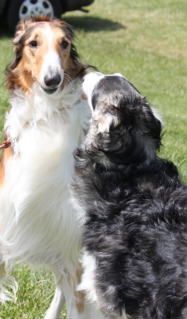 Пара борзых играет