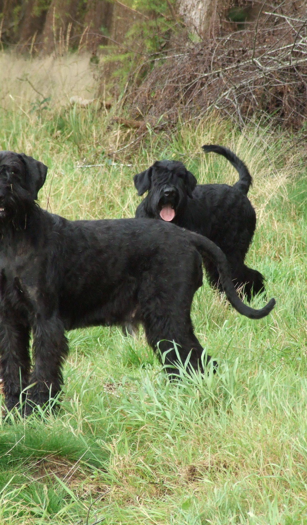 Пара шнауцеров на прогулке