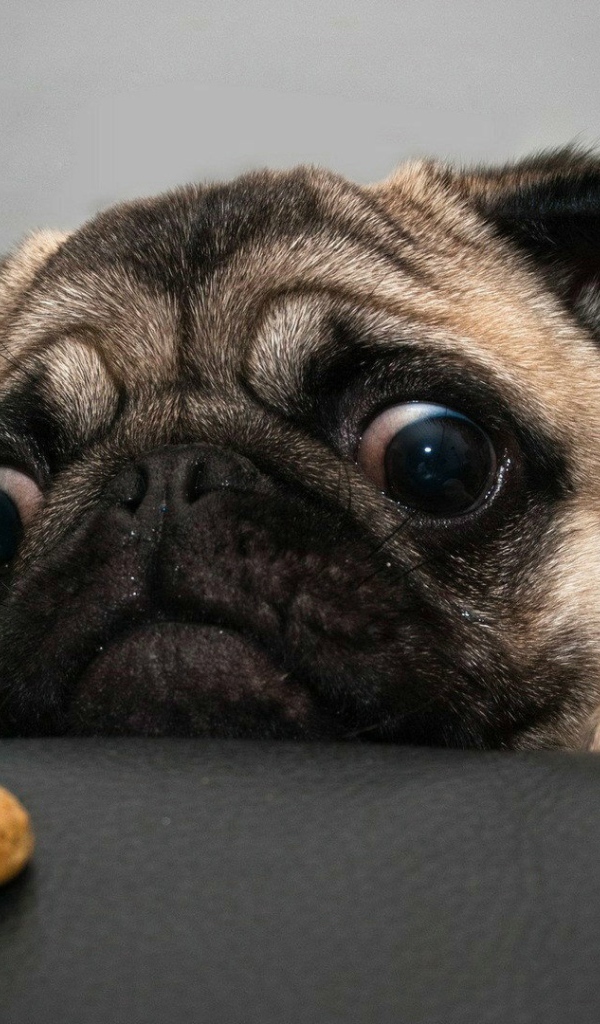 Отчаянный мопс