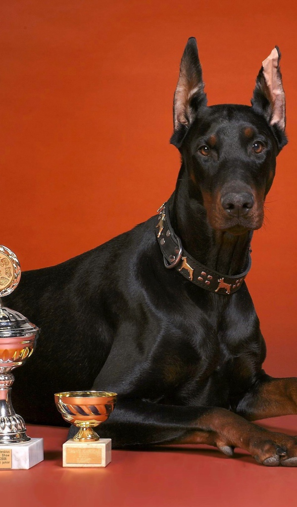 Кубки и доберман