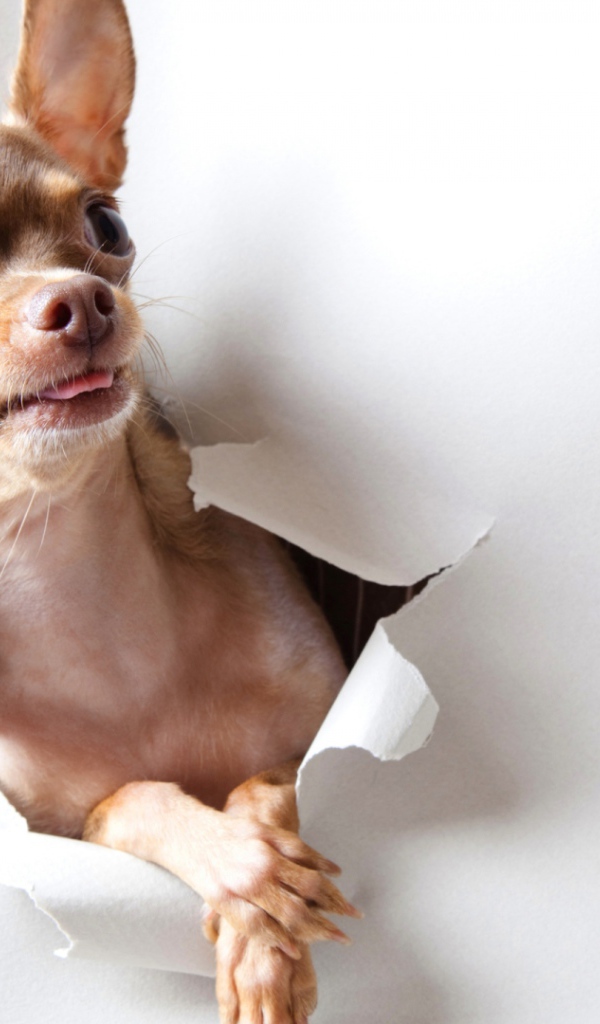 Любопытная собачка чихуахуа