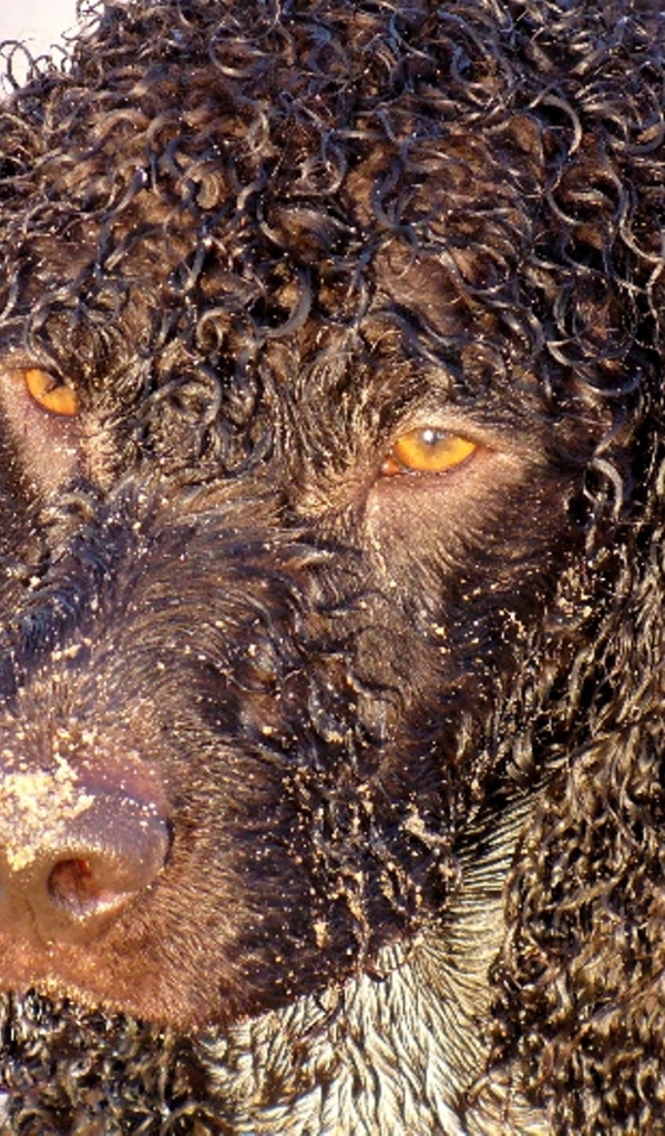 Кудряшки у ирландского водяного спаниеля