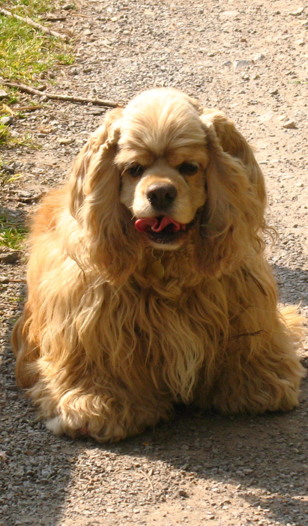 Милый американский кокер спаниель на дорожке