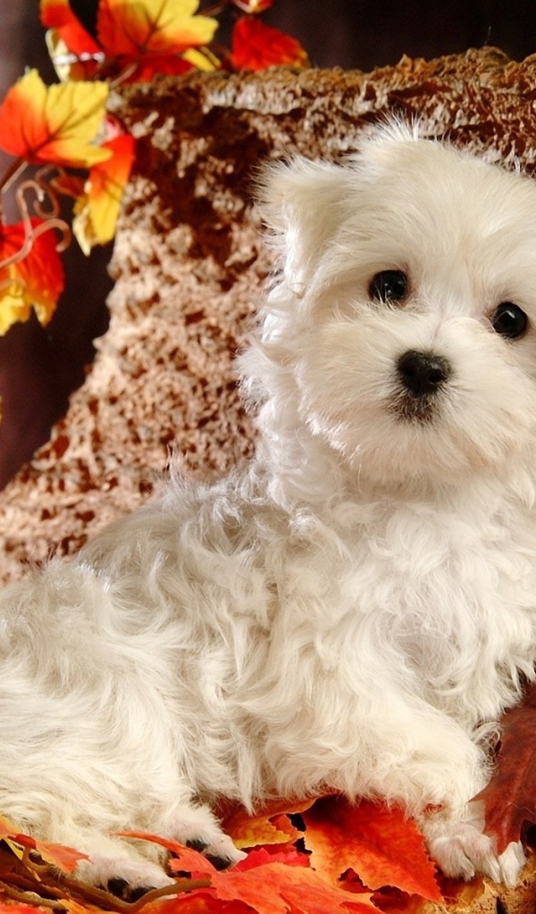 Милая болонка среди листвы