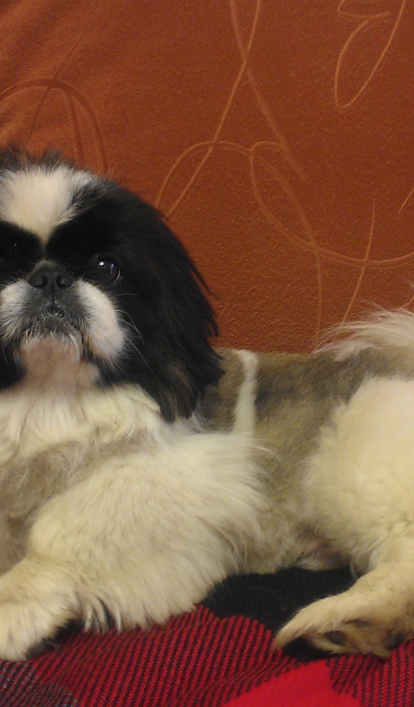 Милый пекинес на диване