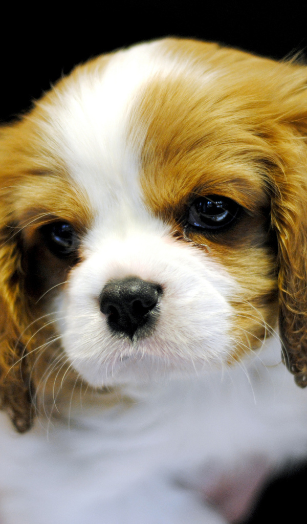 Милый щенок кавалер кинг чарльз спаниеля