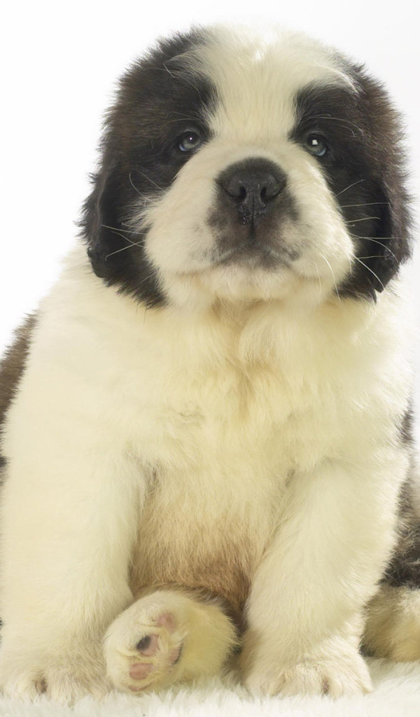 Милый щенок сенбернара