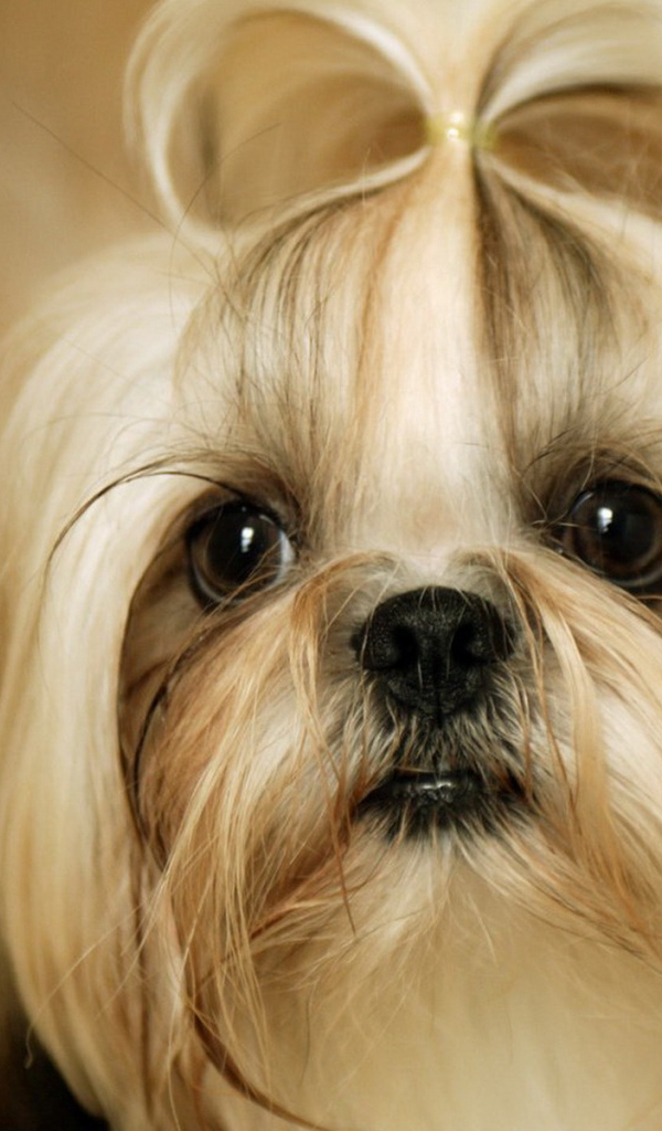 Милая собака шитцу