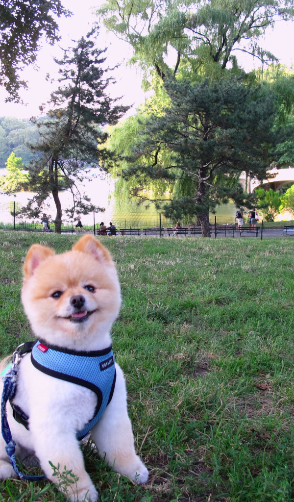 Милый шпиц у озера