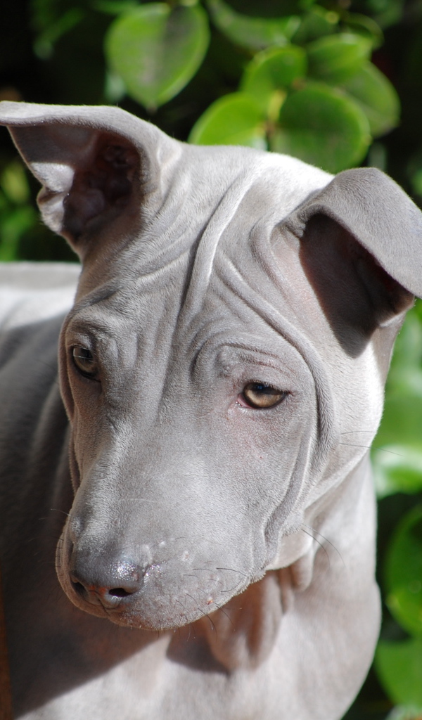 Симпатичный тайский риджбек