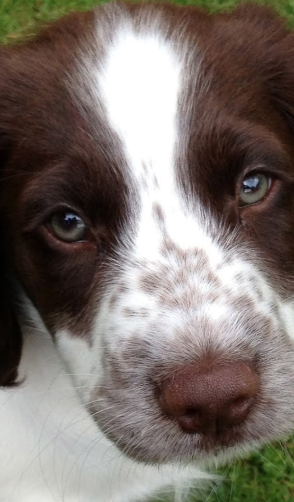 Милый глазастый спаниель