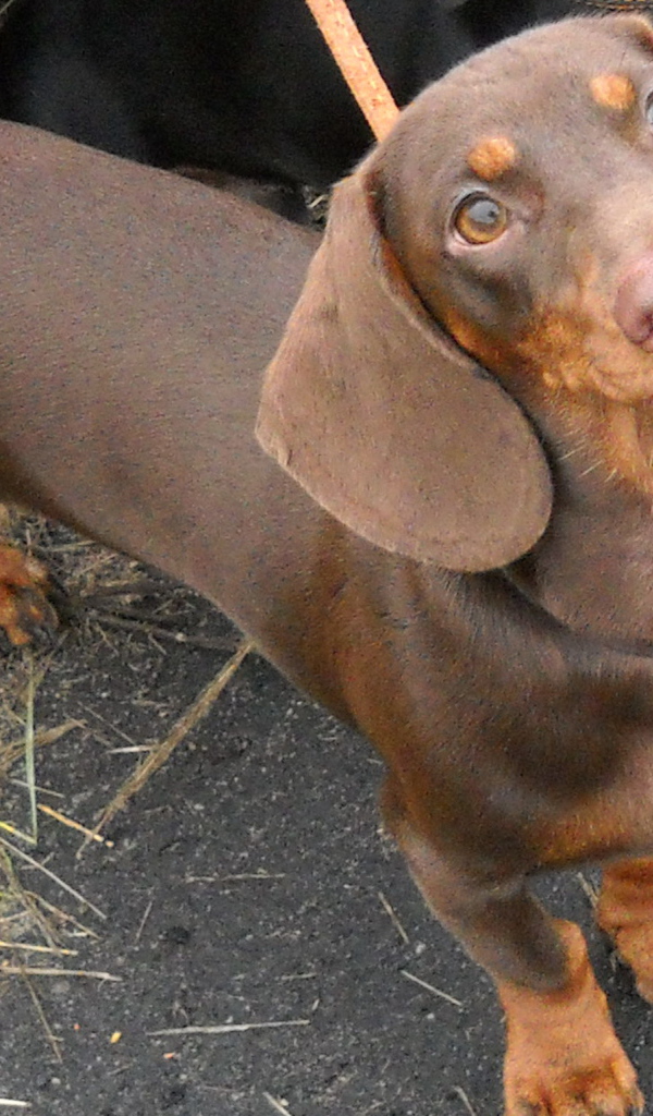 Милая коричневая такса