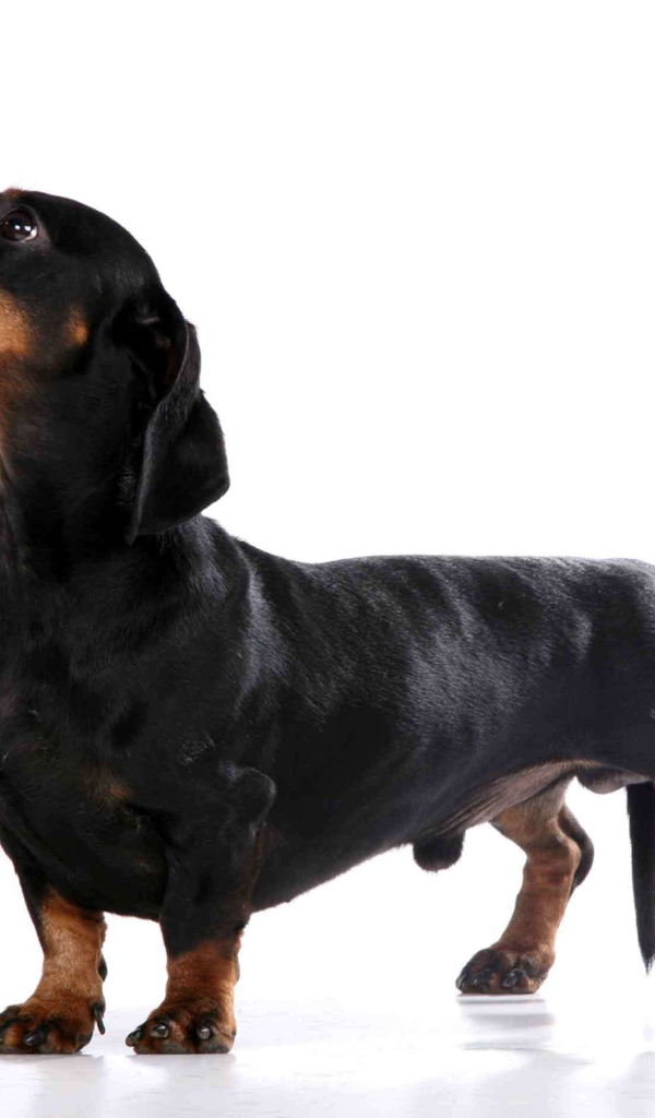 Милая собака такса