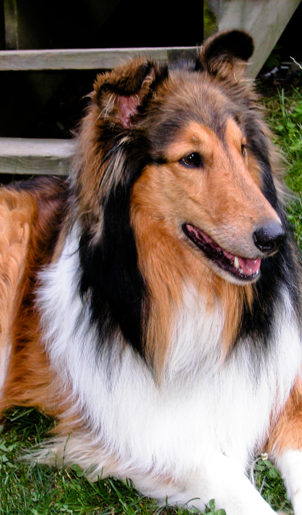 Милый пес колли