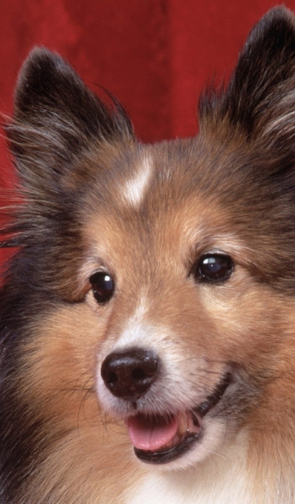 Милая собачка колли