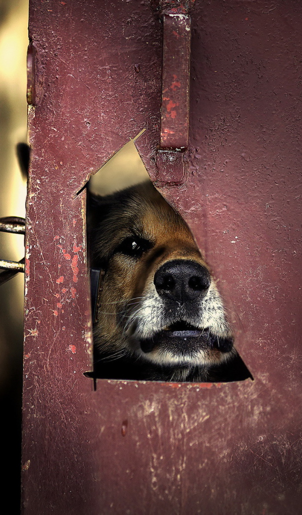 Мордашка милой собаки